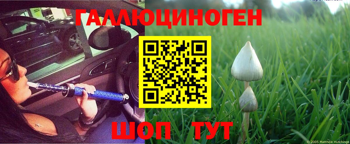 Новокубанск  купить  цена  Вход с VPN  Псилоцибиновые грибы прущие грибы  Галлюциногенные грибы Cubensis 